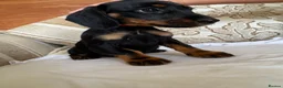Miniature Dachshund dogs for sale: Beautiful miniature dachshunds - Advert 11