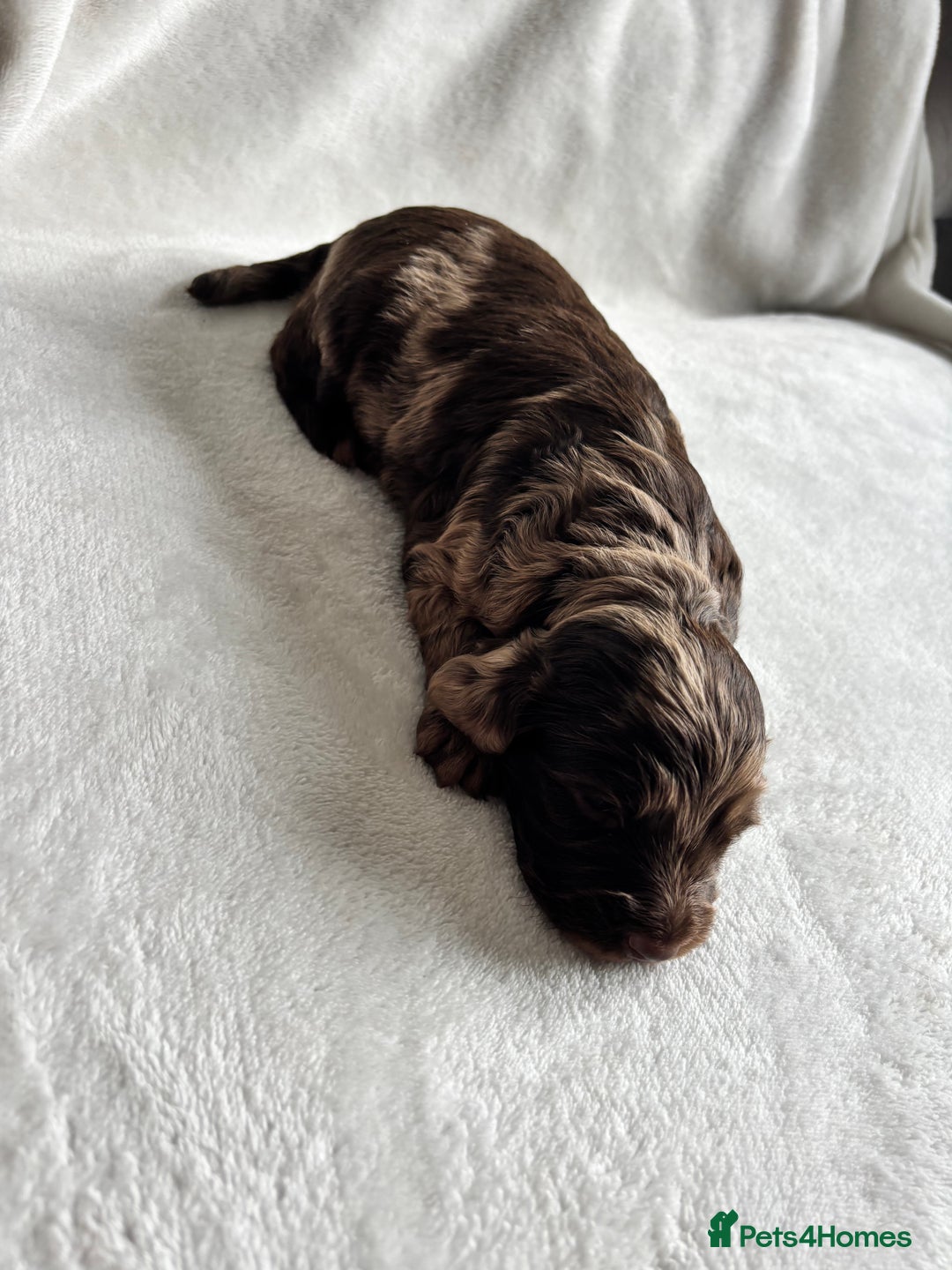 Cockapoo dogs for sale: F1 COCKAPOO  - Image 11