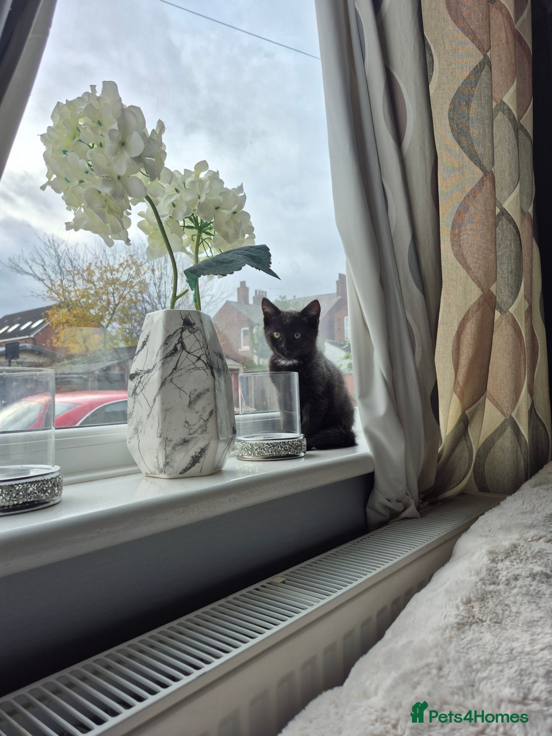 British Shorthair cats for sale: BSH cross  - Advert 4