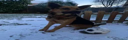 German Shepherd dogs for sale: Bailey - Advert 9