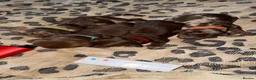 Miniature Dachshund dogs for sale: 4 beautiful short haired miniature dachshunds  - Advert 2