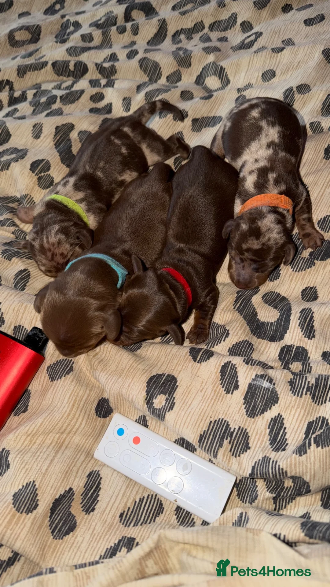 Miniature Dachshund dogs for sale: 4 beautiful short haired miniature dachshunds  - Advert 2