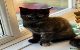 Mixed Breed cats for sale: Beautiful kittens available  - Image 3