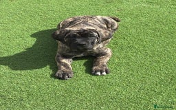 Cane Corso dogs for sale: Cane Corso puppies  - Image 16