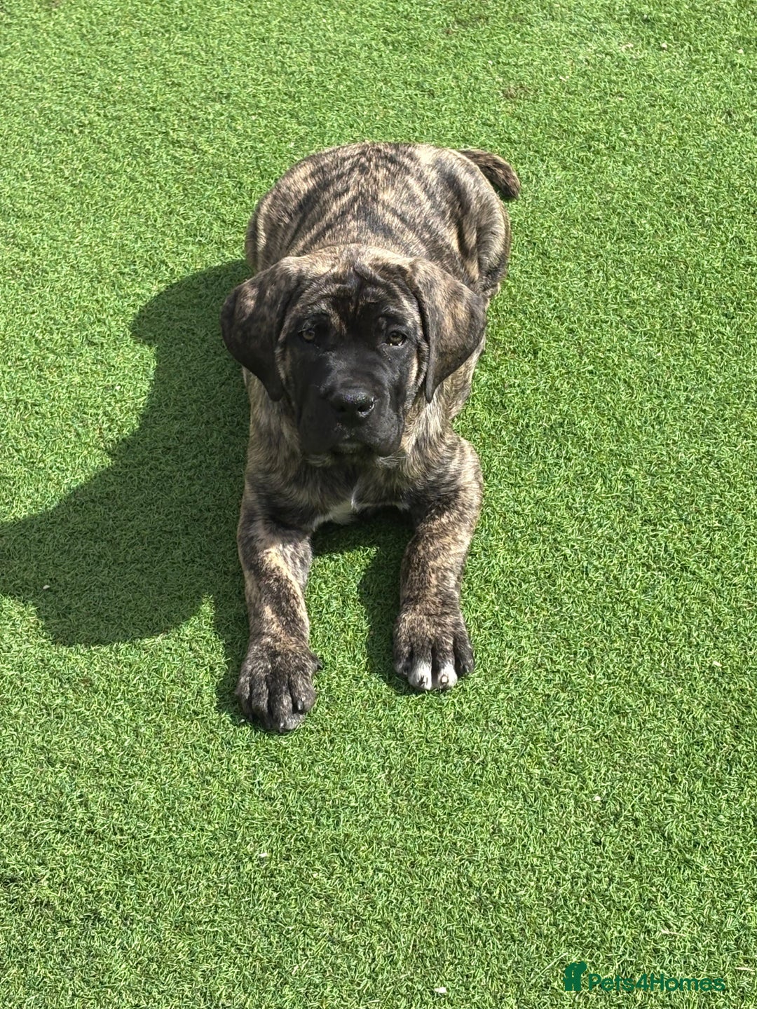Cane Corso dogs for sale: Cane Corso puppies  - Image 16