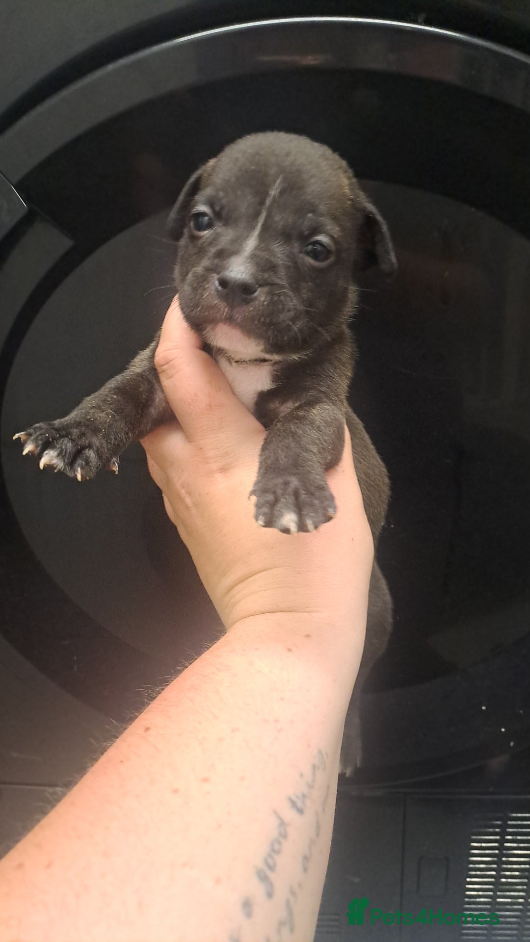 Staffordshire Bull Terrier dogs for sale: Staffordshire bull terrier puppies  - Image 14