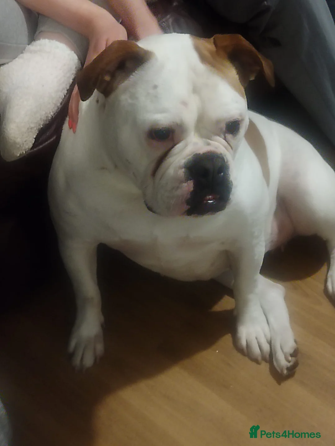 English Bulldog dogs for sale: 4 Year Old English Bulldog - Advert 2