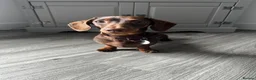 Miniature Dachshund dogs for stud: Chocolate Tan Smooth Miniature Dachshund - Advert 8