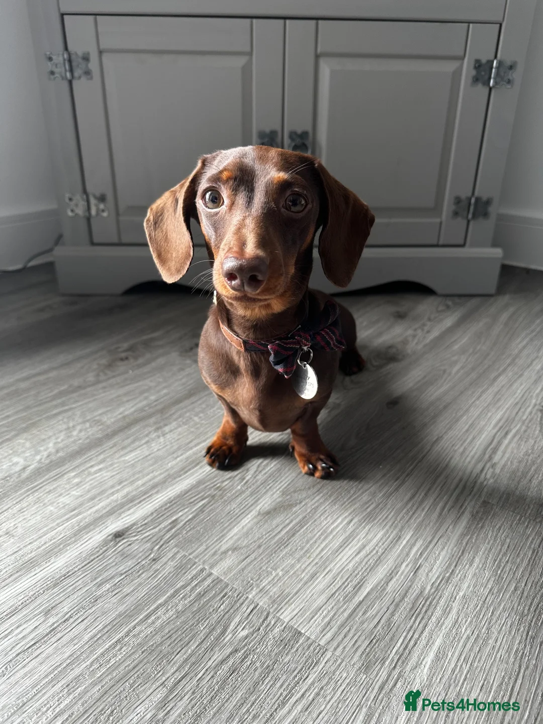 Miniature Dachshund dogs for stud: Chocolate Tan Smooth Miniature Dachshund - Advert 8