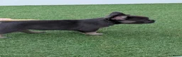 French Bulldog dogs for sale: Ready to leave now Visual Fluffy blue/lilac tri F - Advert 18