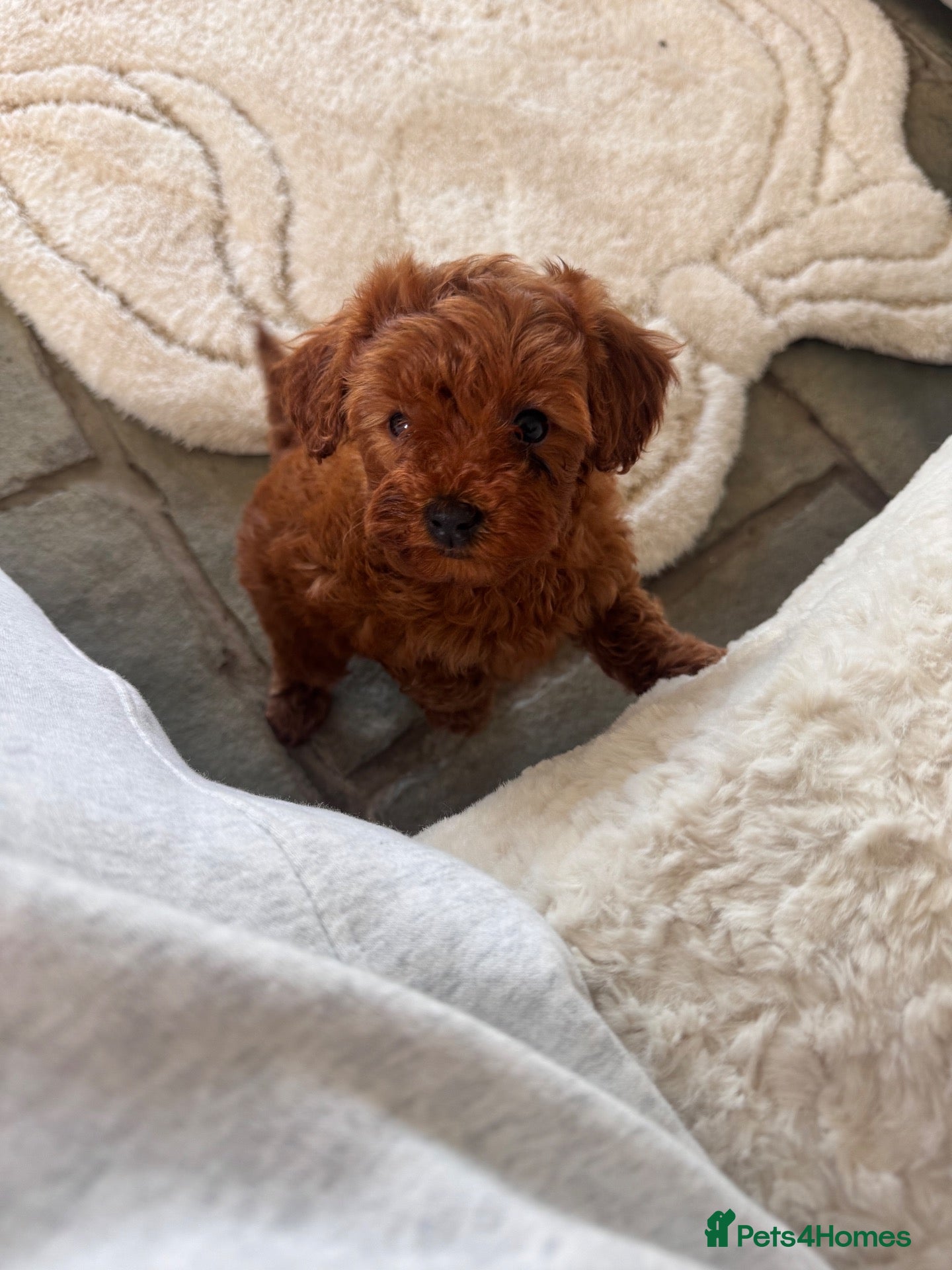 Cavapoo dogs Last girl deep red cavapoos  - Advert 2