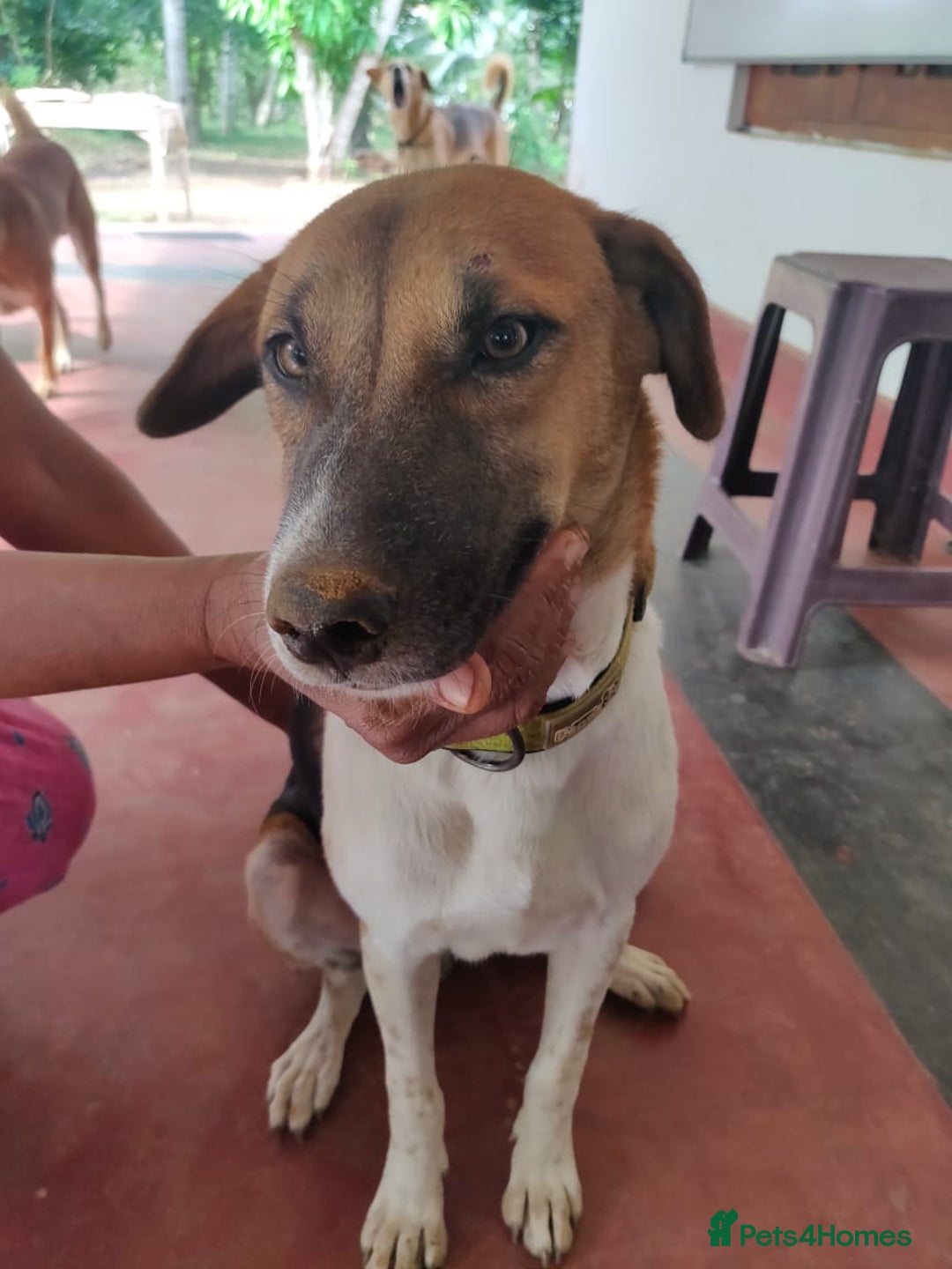 Mixed Breed dogs for sale: Looking for a loving home for one of our 2 Pups! - Image 11