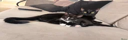 Mixed Breed cats for sale: Tabby black and white kitten with mustache - Advert 3