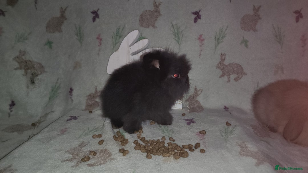 Mini Lion Lop rabbits for sale: Mini lion lops double mane - Image 5