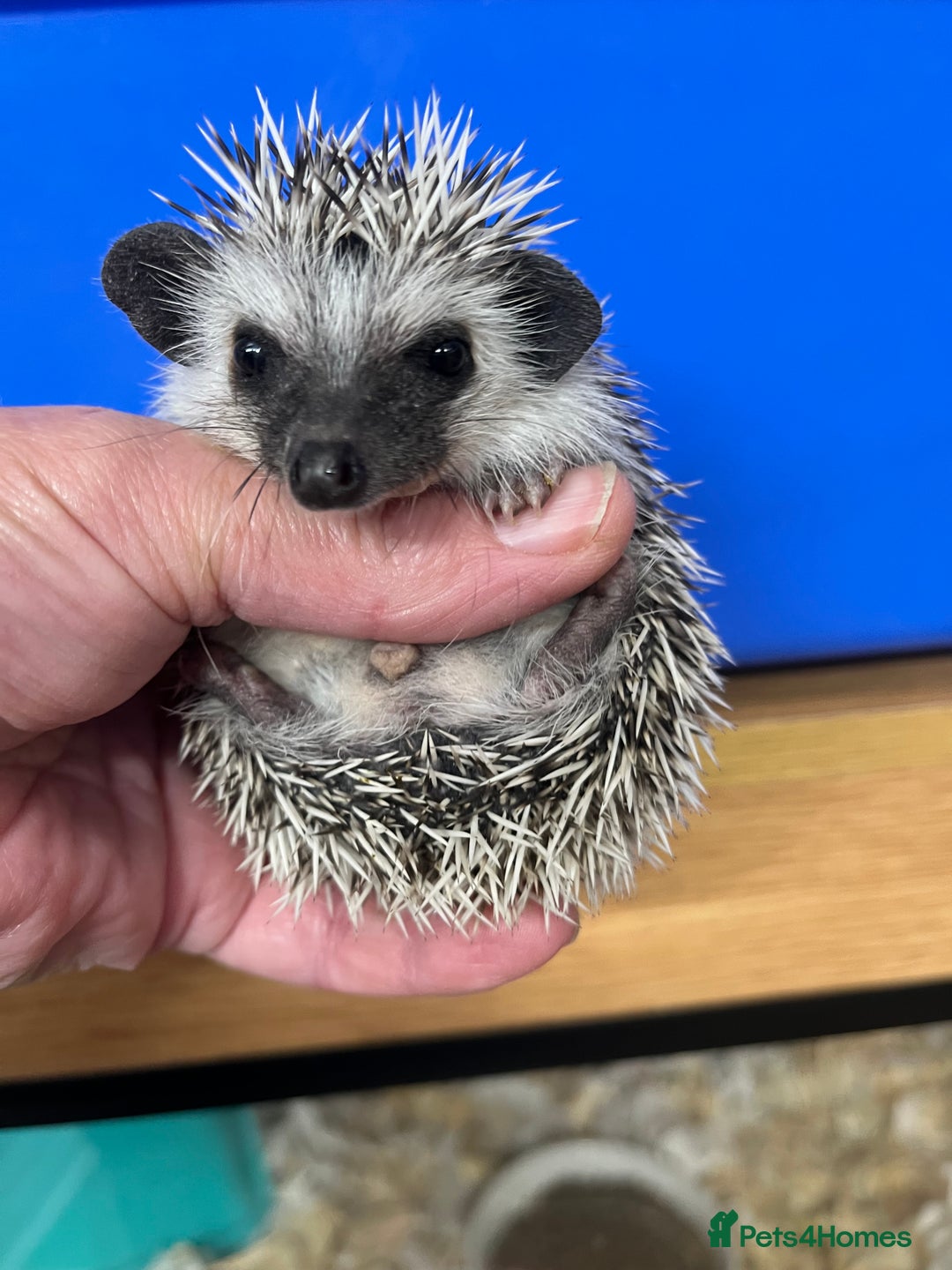 Pygmy Hedgehog rodents for sale: Pygmy hoglets ready now!Stunning 8wk friendly baby - Image 2