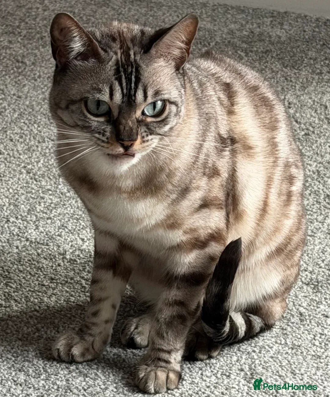 Bengal cats for sale: Bengal Sisters - Advert 1