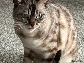 Bengal cats Bengal Sisters - Advert 2