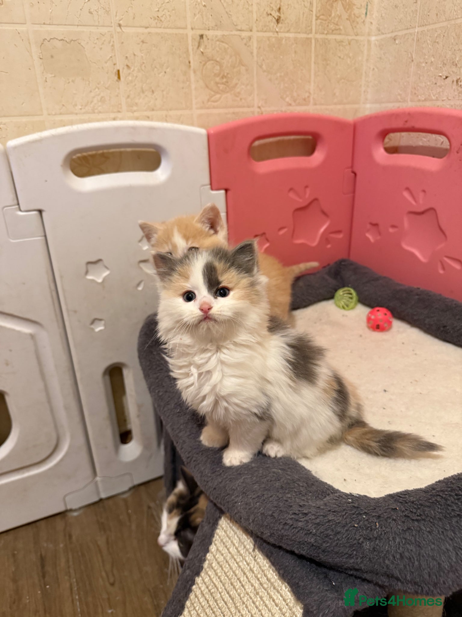 Ragdoll cats Half Ragdoll Kittens - Advert 1