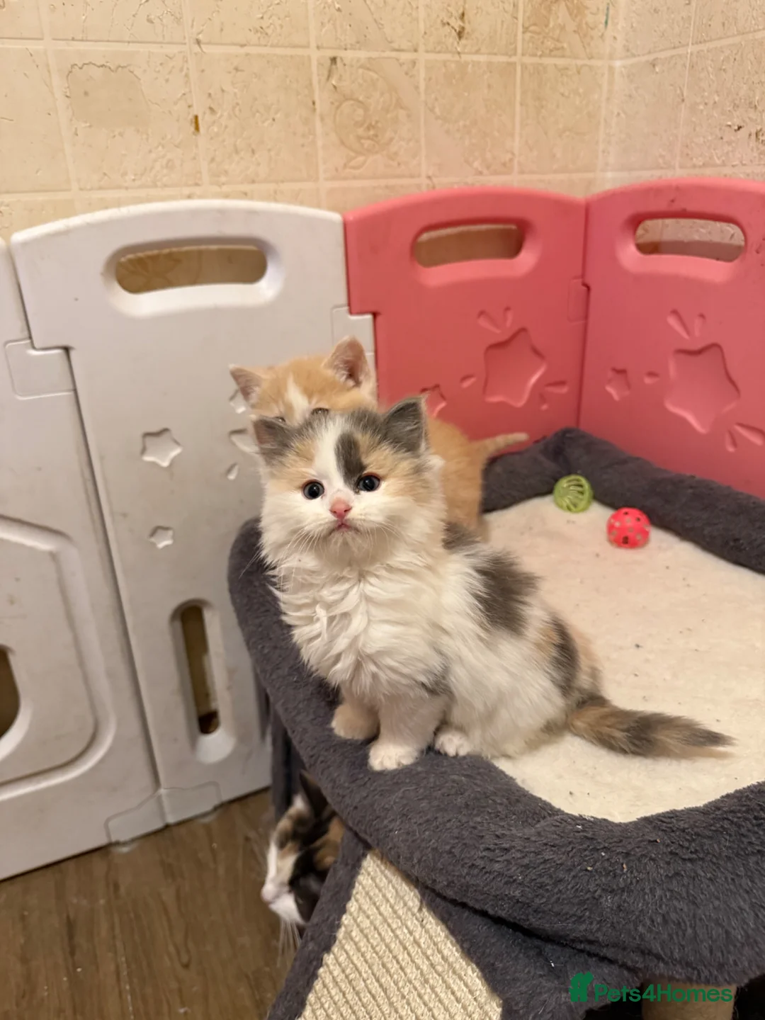 Ragdoll cats for sale: Half Ragdoll Kittens - Advert 1