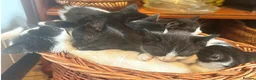 Mixed Breed cats for sale: Ivy's 12 little kittens are ready for a new home! - Advert 6