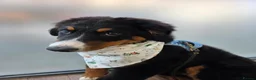 Bernese Mountain Dog dogs for sale: Re-homing female bernese mountain puppy - Advert 10