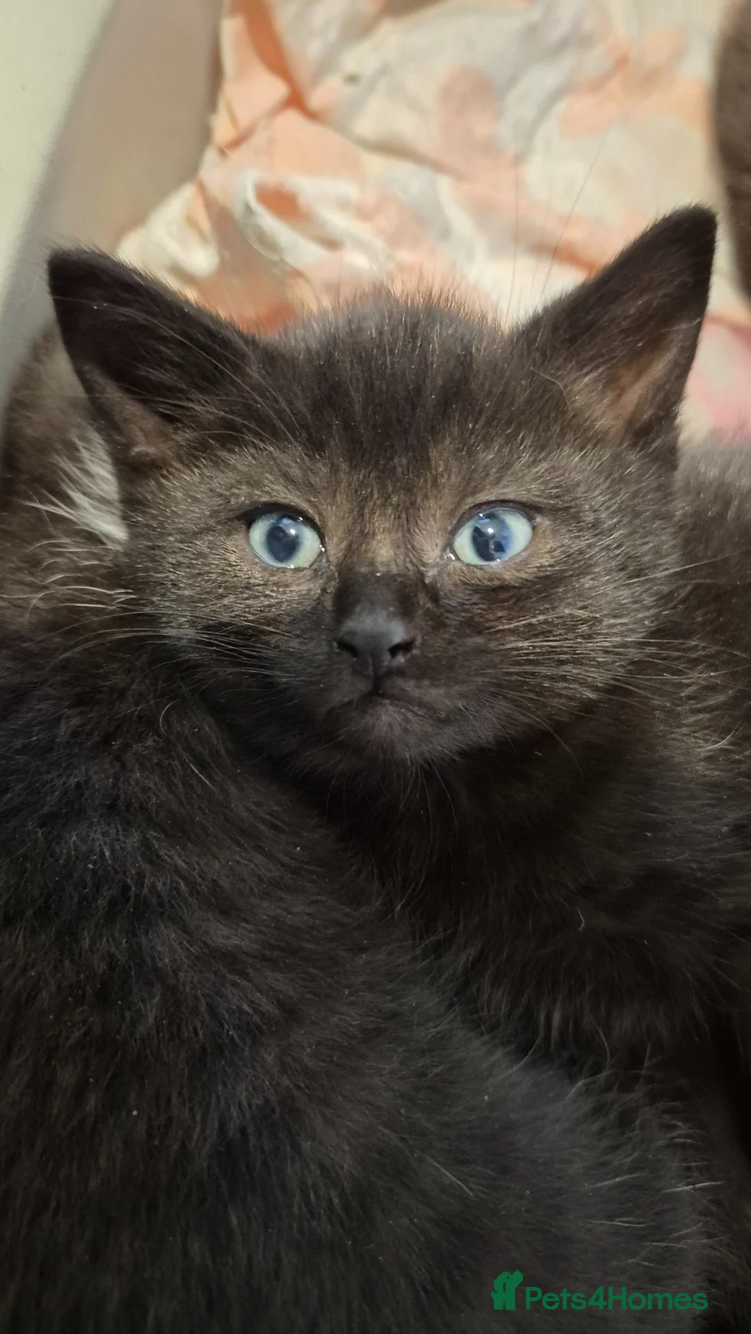 Mixed Breed cats for sale:  8 weeks old British short hair cross kittens  - Advert 5