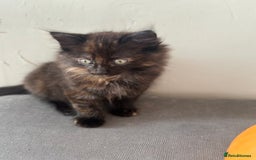 Mixed Breed cats for sale: Long haired female tortishell  - Image 1