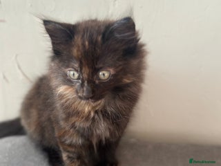 Mixed Breed cats - Advert 1