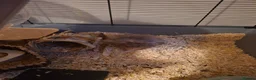 Hamster rodents for sale: 2 x male syrian hamsters approx 6 months old - Advert 6