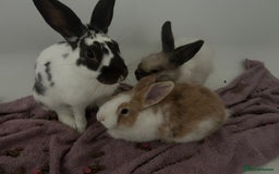 Mixed Breed rabbits for sale: Lovely male bunny - Image 2