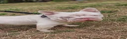 French Bulldog dogs for stud: KC REGISTERED FULL PINK CARRYING FLUFFY - Advert 3