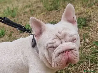 French Bulldog dogs FULL PINK CARRYING FLUFFY - Advert 1