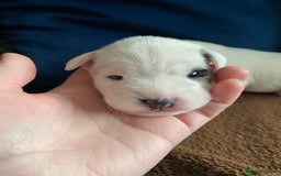 Parson Russell dogs for sale: Quality Parson Russell Terrier Male Puppies - Image 6