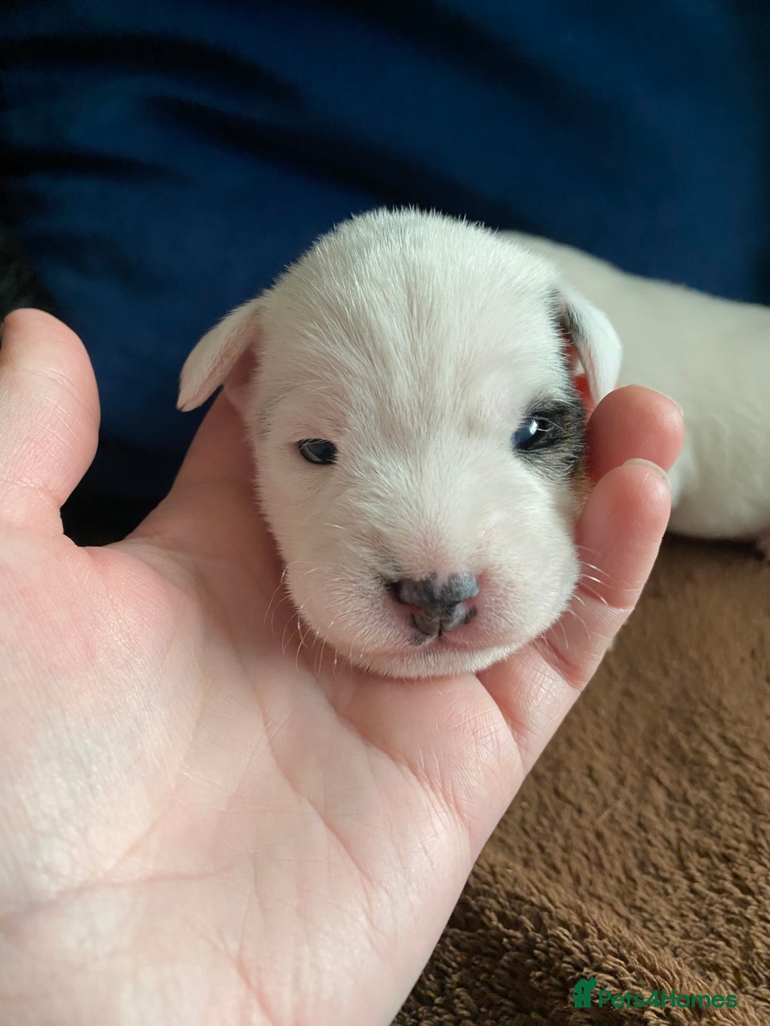 Parson Russell dogs for sale: Quality Parson Russell Terrier Male Puppies - Image 6