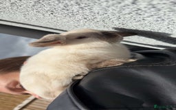 Mini Lop rabbits for sale: 6 month old female white mini lop  - Image 3