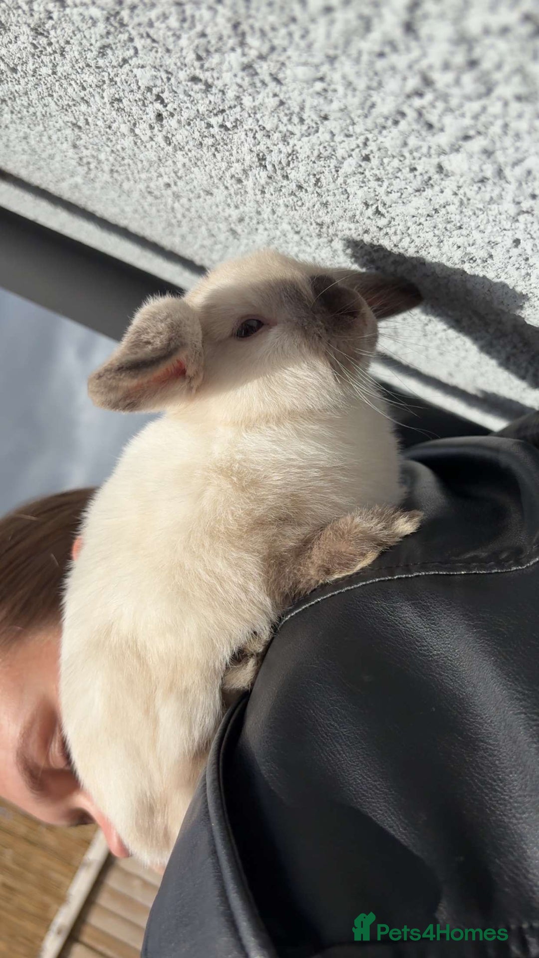 Mini Lop rabbits for sale: 6 month old female white mini lop  - Image 3