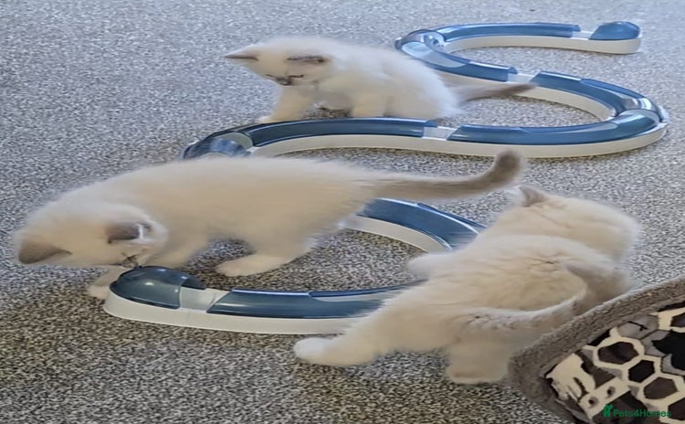 Ragdoll cats - Advert 10