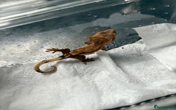 Gecko reptiles for sale: Crested geckos  - Image 2