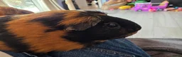 Guinea Pig rodents for sale: Two female guinea pigs - Advert 5