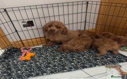 Cavapoo dogs for sale: 💙 F1 Cavapoos ready now 🩷 - Image 6