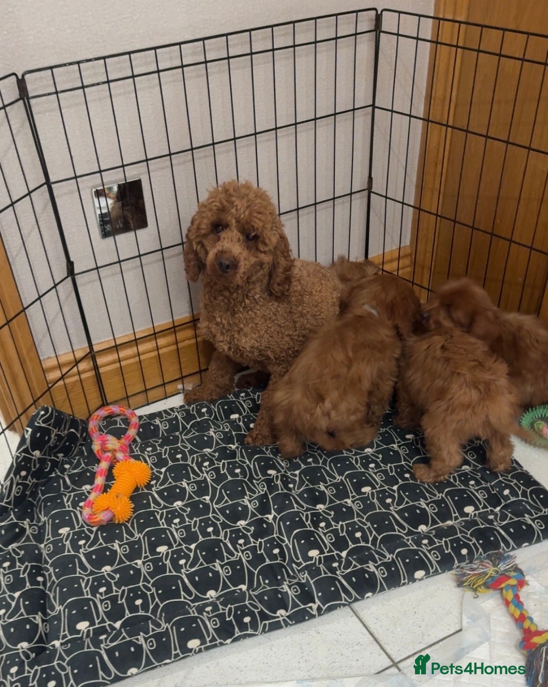 Cavapoo dogs for sale: 💙 F1 Cavapoos ready now 🩷 - Image 6