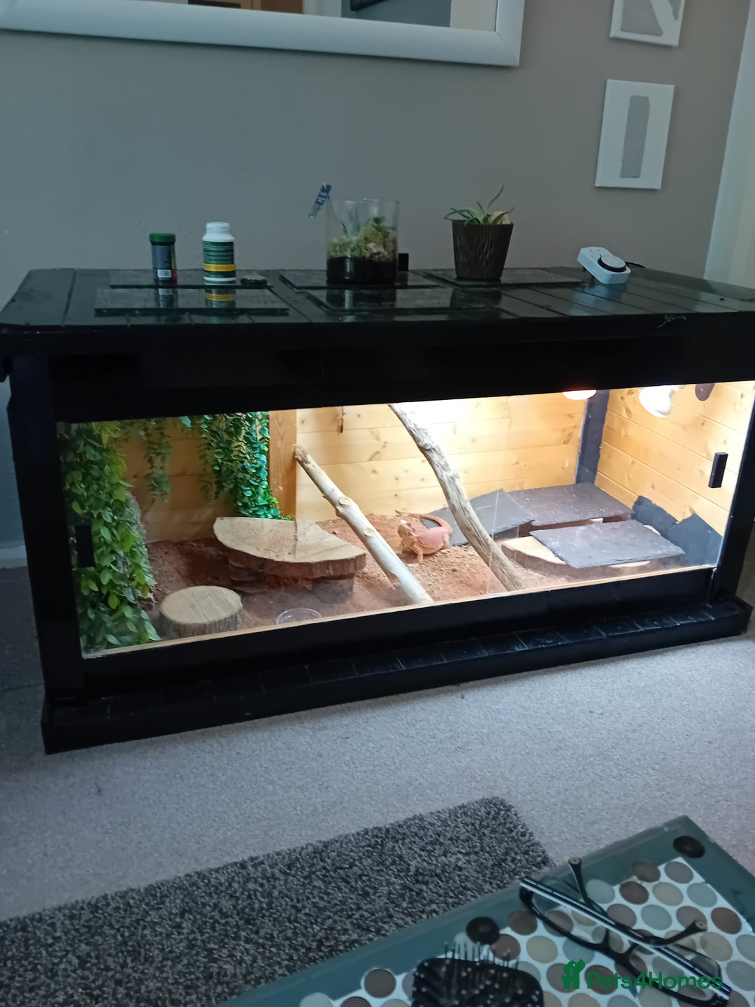 Bearded Dragon reptiles for sale: Bearded dragon and full set up - Image 1