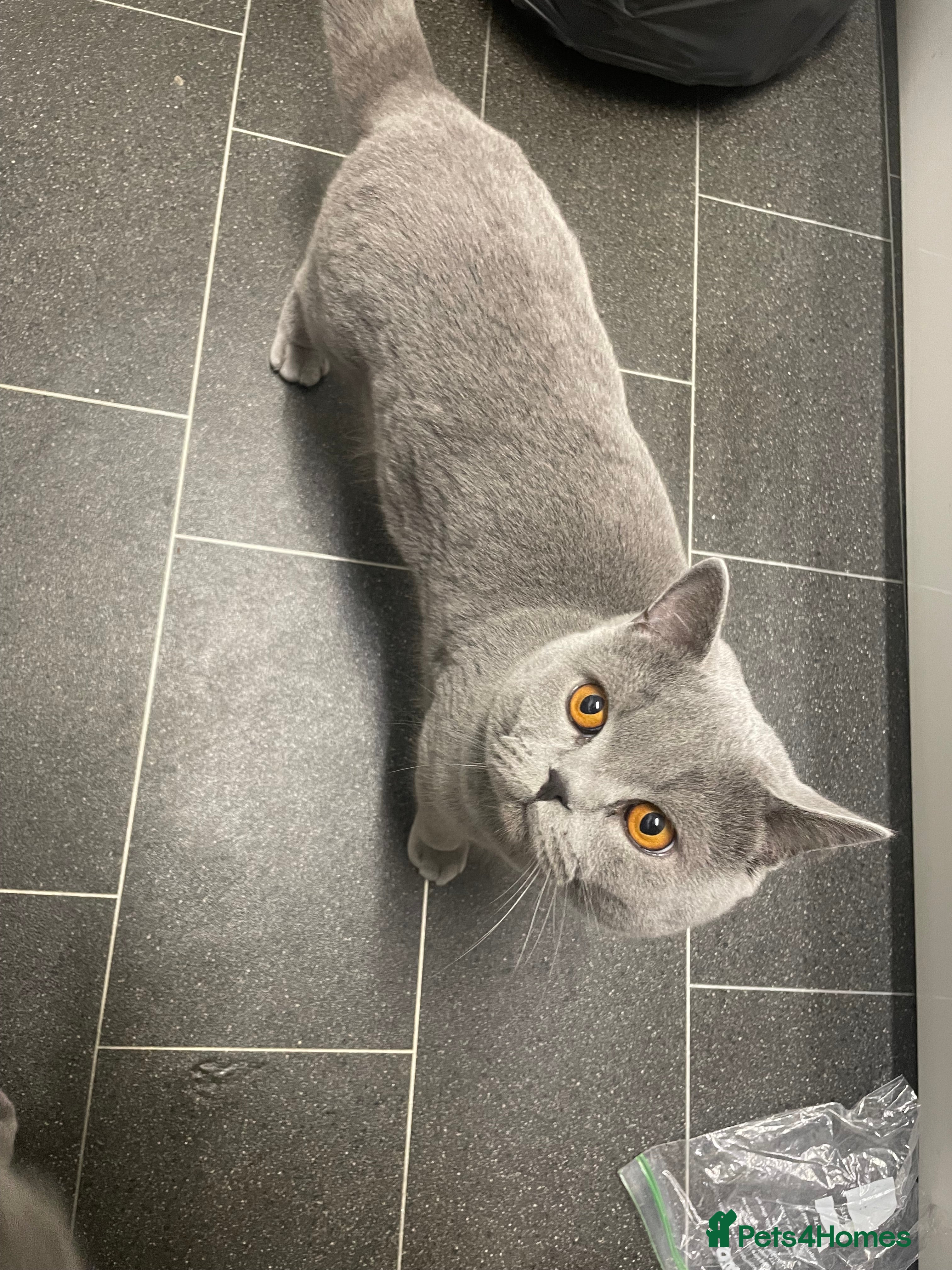 British Shorthair cats Pedigree British Shorthair Stud  - Advert 5