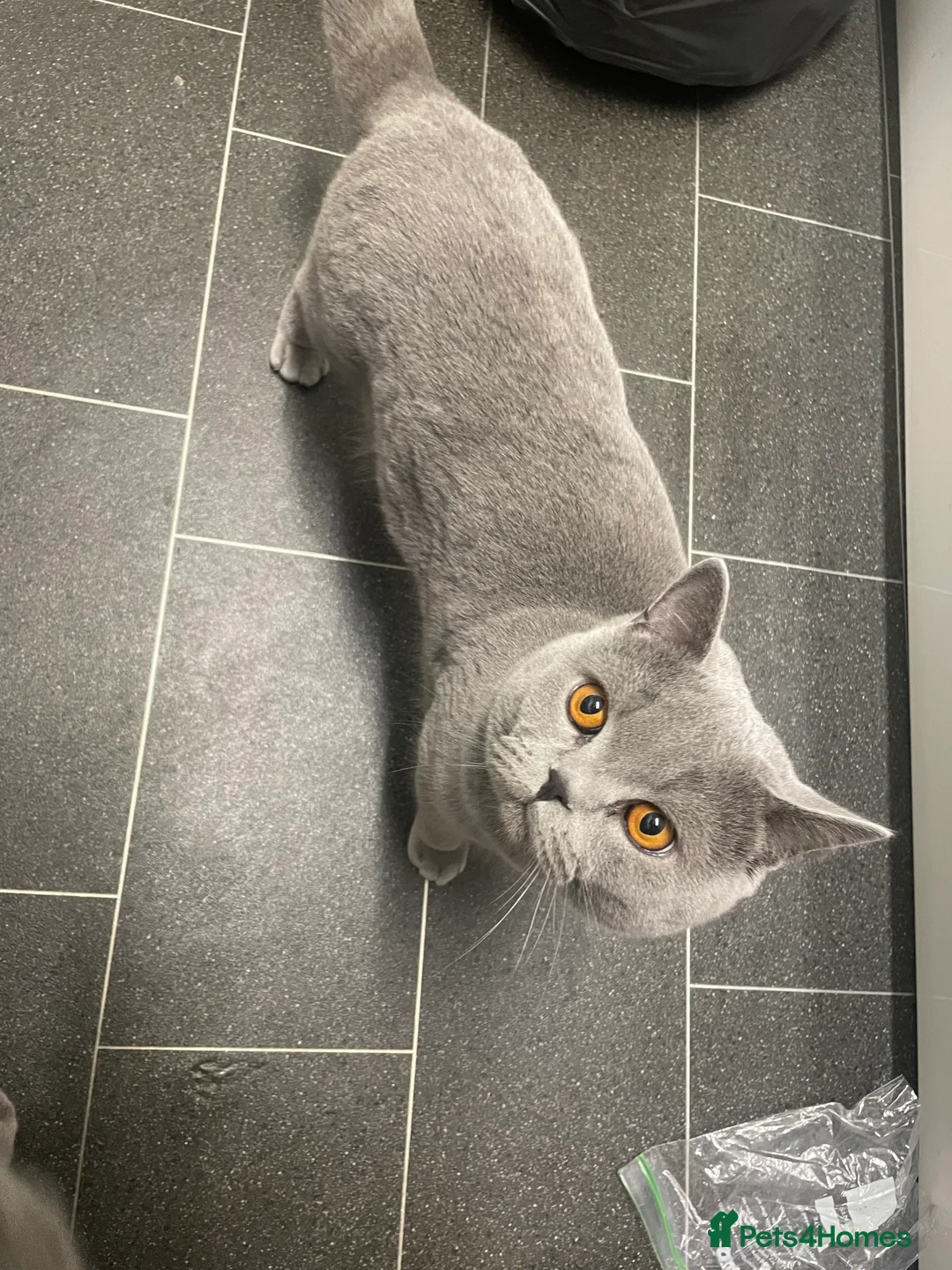 British Shorthair cats for stud: Pedigree British Shorthair Stud  - Advert 1