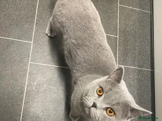 British Shorthair cats Pedigree British Shorthair Stud - Advert 5