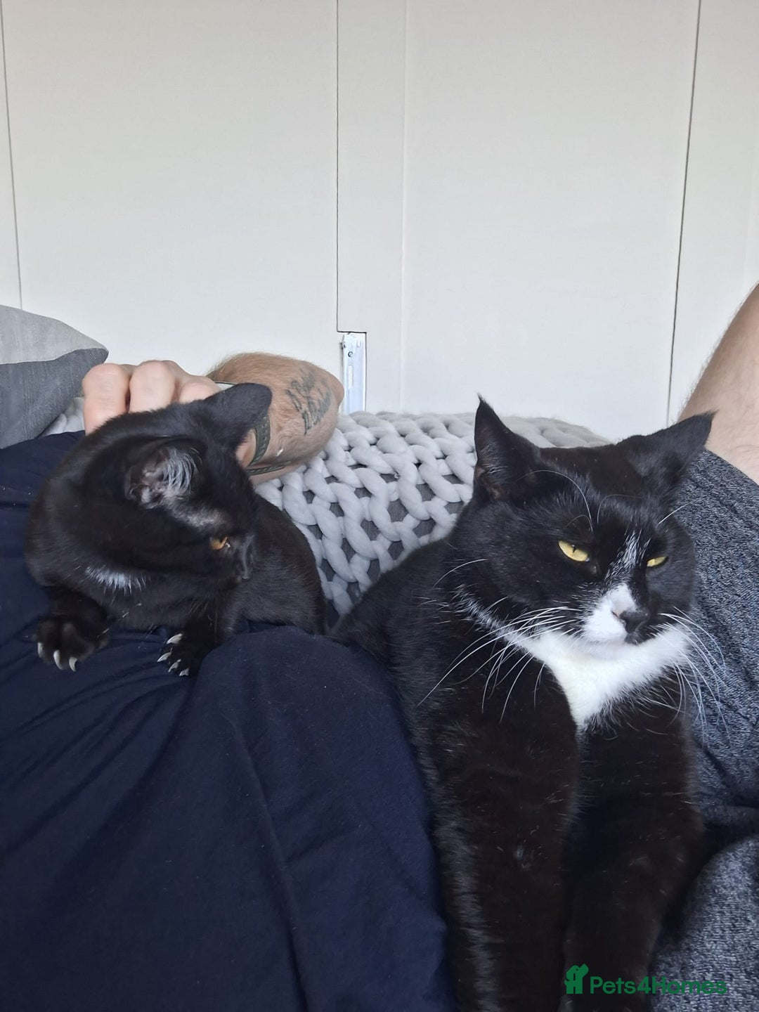 British Shorthair cats for sale: Ozzy  - Image 7