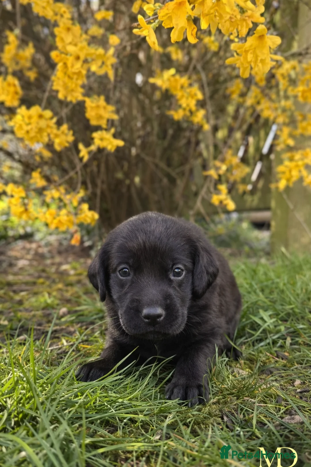 Labrador Retriever dogs for sale: Exceptional KC Reg Labrador Puppies For Sale! - Advert 40