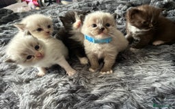 Ragdoll cats for sale: Ragdoll kittens - Image 1