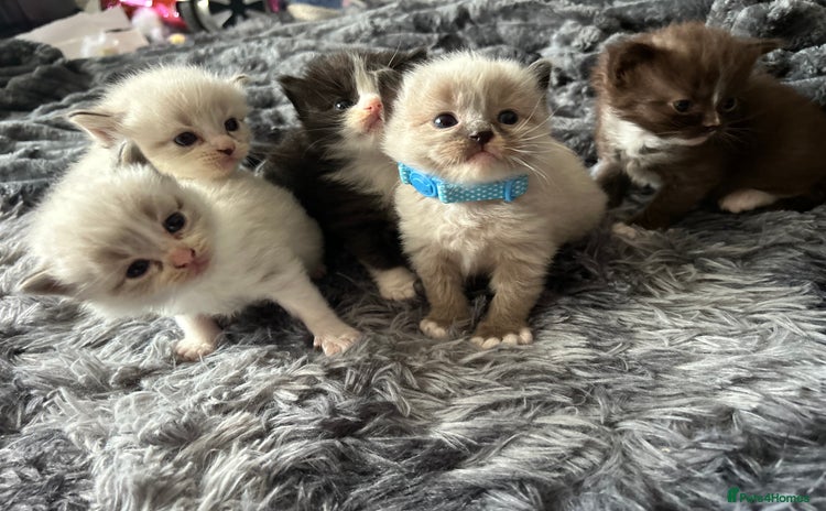 Ragdoll cats - Advert 1