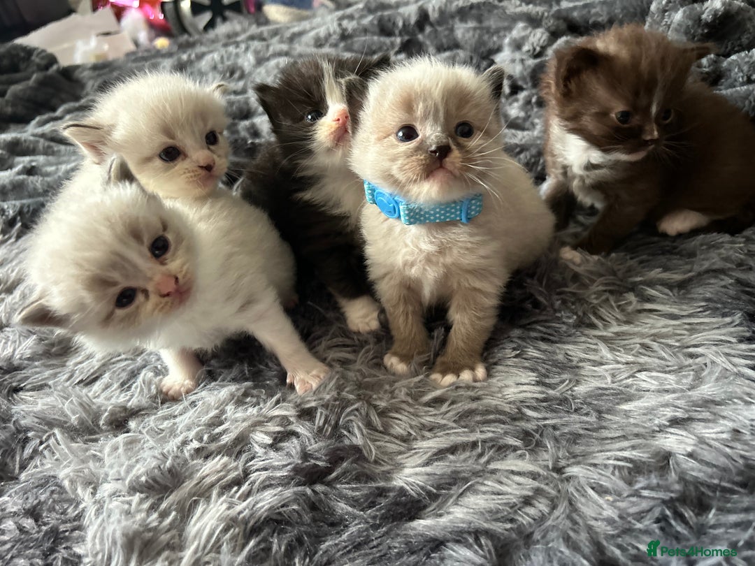 Ragdoll cats for sale: Ragdoll kittens - Image 1